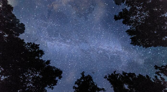 Chisos Dream silhouette photo of trees