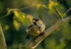 Ghosts brown sparrow perching on gray branch at daytime