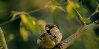 Ghosts brown sparrow perching on gray branch at daytime