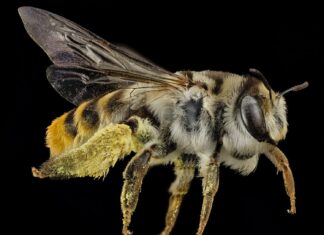 New Year’s Eve Countdown… and I Can’t Wait! black and yellow bee on brown stem