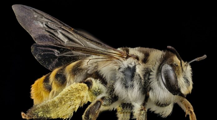 New Year’s Eve Countdown… and I Can’t Wait! black and yellow bee on brown stem