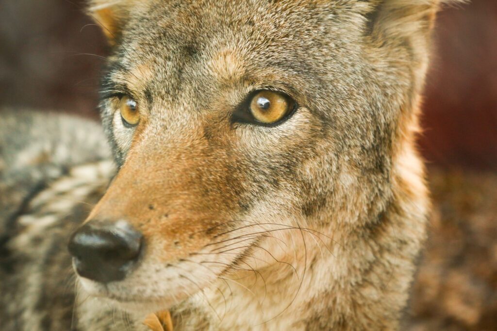 The shy, wild dogs of February