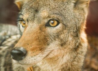 The shy, wild dogs of February closeup photo of jackal
