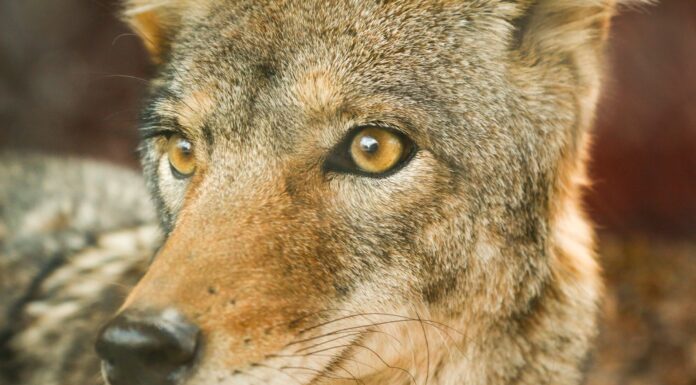 The shy, wild dogs of February closeup photo of jackal