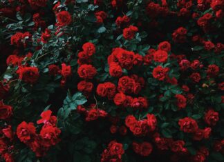 Distance holds our absence bed of red roses in bloom