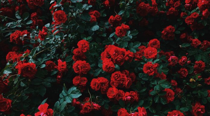 Distance holds our absence bed of red roses in bloom