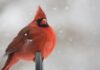 Lost and found red cardinal perching on black metal bar