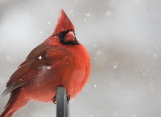 Lost and found red cardinal perching on black metal bar