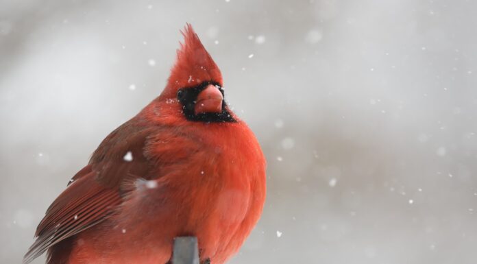 Lost and found red cardinal perching on black metal bar
