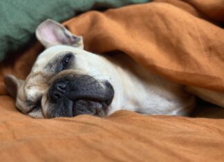 Old Age Is a Laugh and a Blanket white and brown short coated dog lying on orange textile