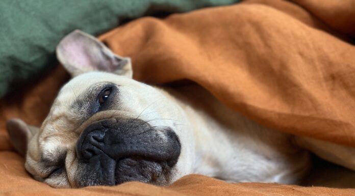 Old Age Is a Laugh and a Blanket white and brown short coated dog lying on orange textile