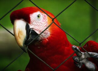Bird selective focus photography of red macaw parrot