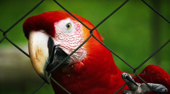 Bird selective focus photography of red macaw parrot