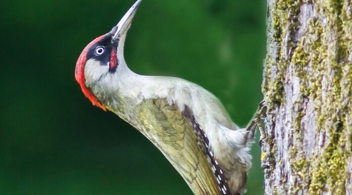 My inner poet, like a child, makes believe