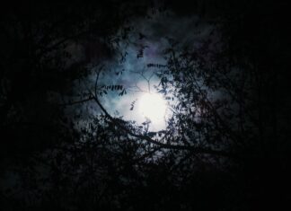 REMEMBERING HER PORCH AND THE MOONLIGHT silhouette of tree with full moon background
