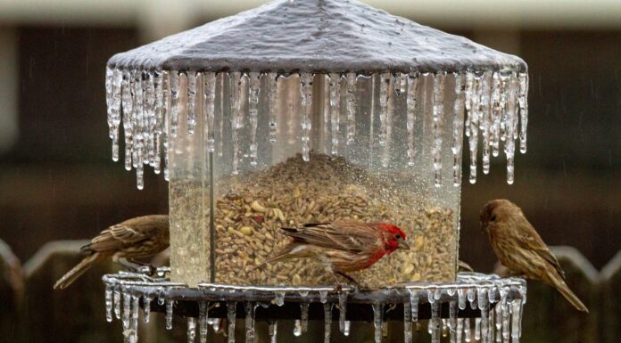 head nod brown and red bird on brown wooden bird house