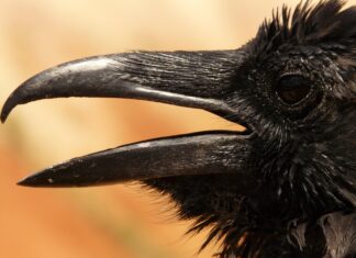 Brief Encounter of Another Kind