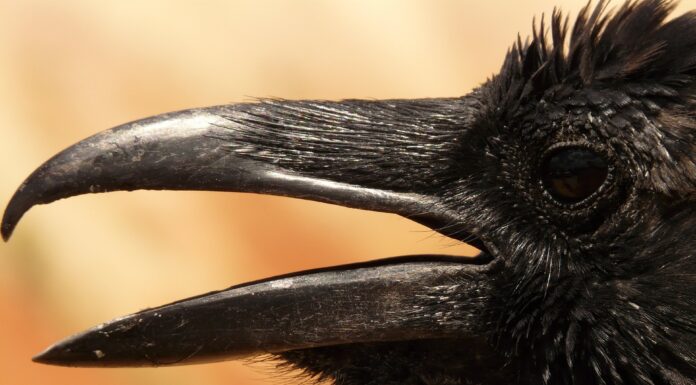 Brief Encounter of Another Kind