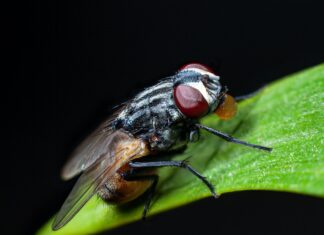 I Ain’t No Monster a close up of a fly