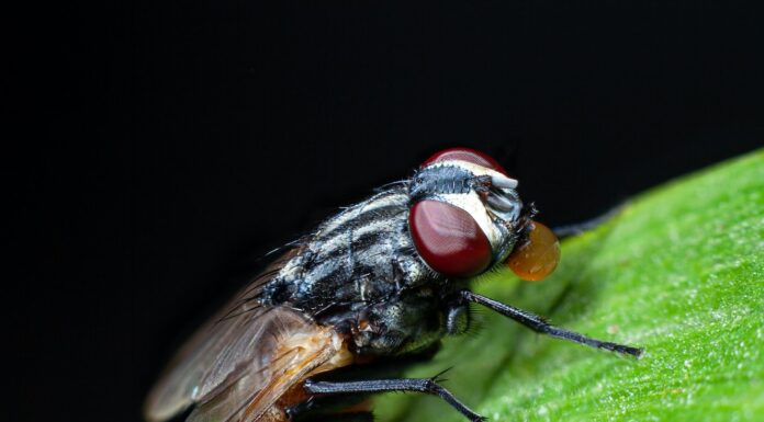 I Ain’t No Monster a close up of a fly