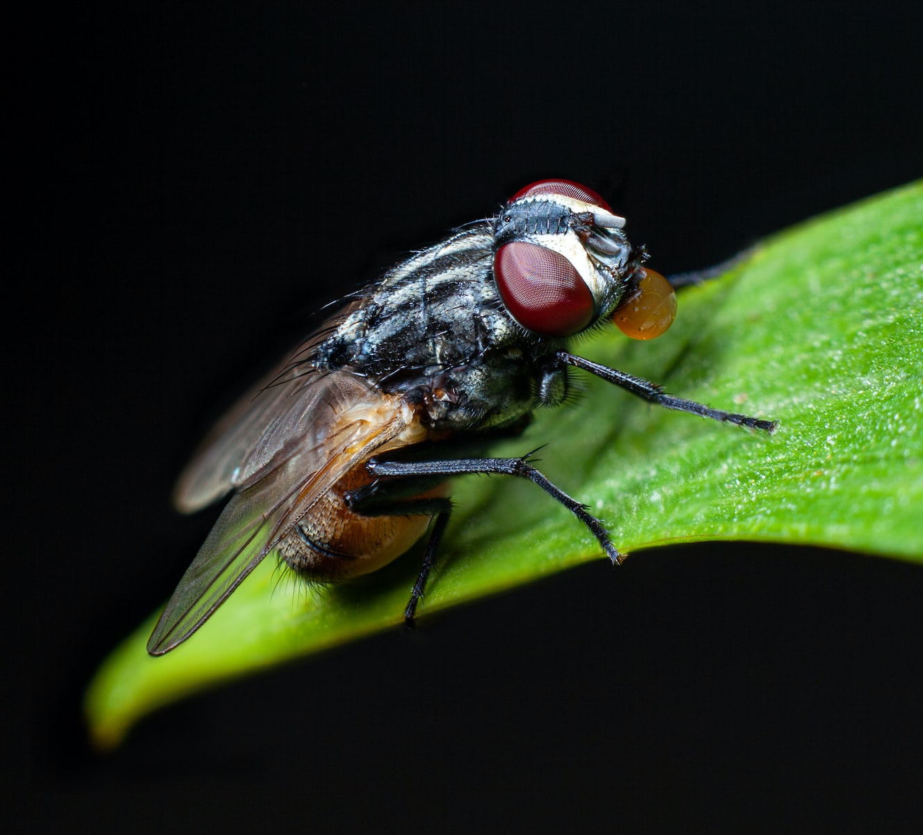 a close up of a fly