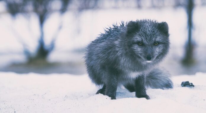 a fence is not enough