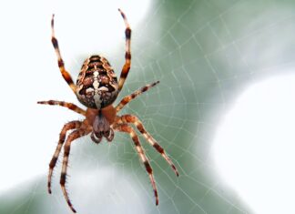 What The Spiders Know brown and black spider close-up photography
