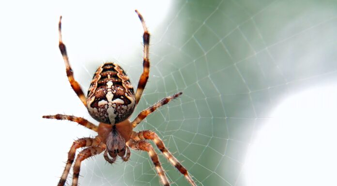 What The Spiders Know brown and black spider close-up photography
