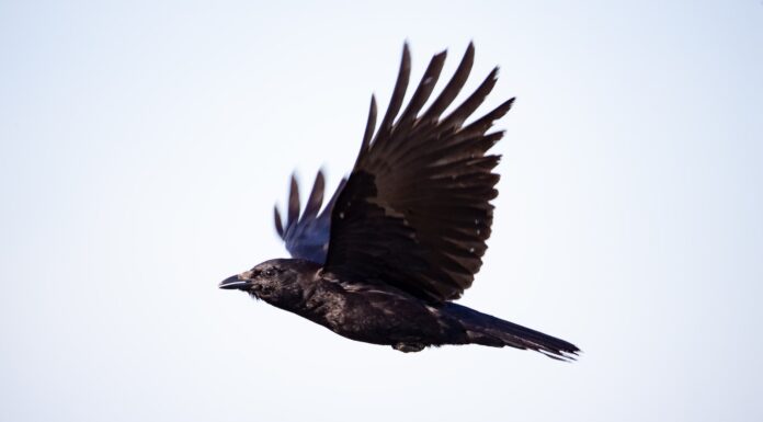An Old Crow Can Fly Like A Child soaring crow