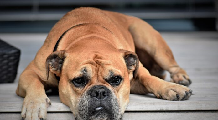 I GUESS I SHOULD PLAY FRISBEE OR BUY AN ICE CREAM