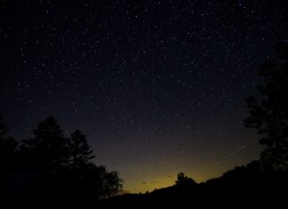 Jar Light, Starlight silhouette of trees under starry sky