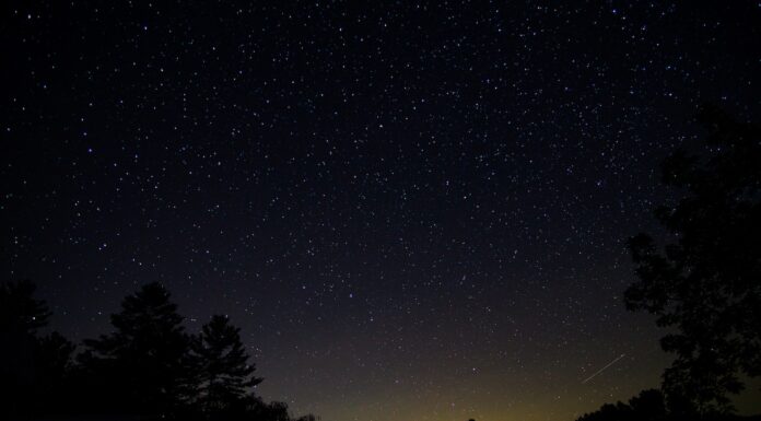 Jar Light, Starlight silhouette of trees under starry sky
