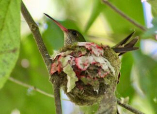 apocalypse a bird is sitting on a branch with a nest in it's mouth