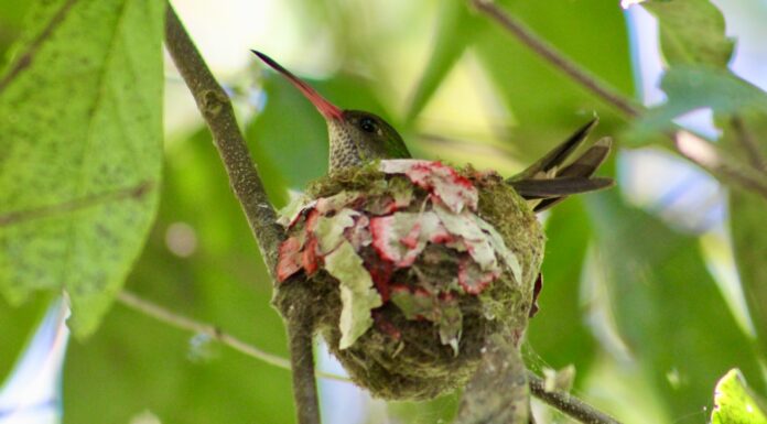 apocalypse a bird is sitting on a branch with a nest in it's mouth