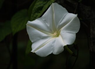 A Small List Of Silent Things