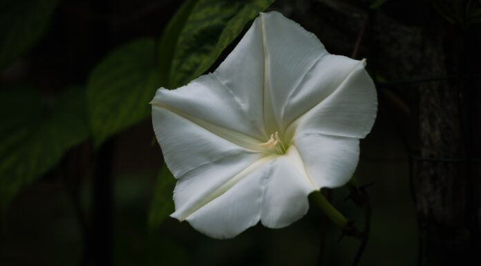 A Small List Of Silent Things