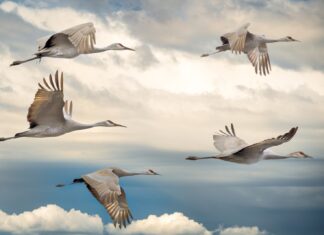 The Last Goodbye flock of birds flying under blue sky during daytime