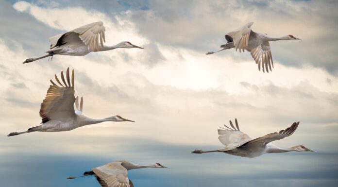 The Last Goodbye flock of birds flying under blue sky during daytime
