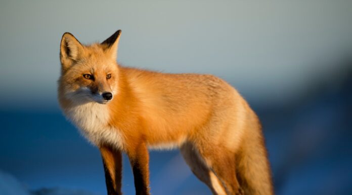 To You, I Shall Be Unique in All the World brown fox on snow field