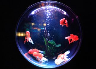 Joelle school of fish in fishbowl