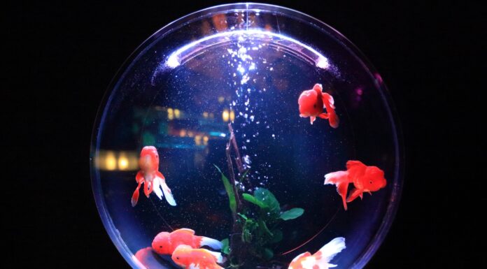 Joelle school of fish in fishbowl