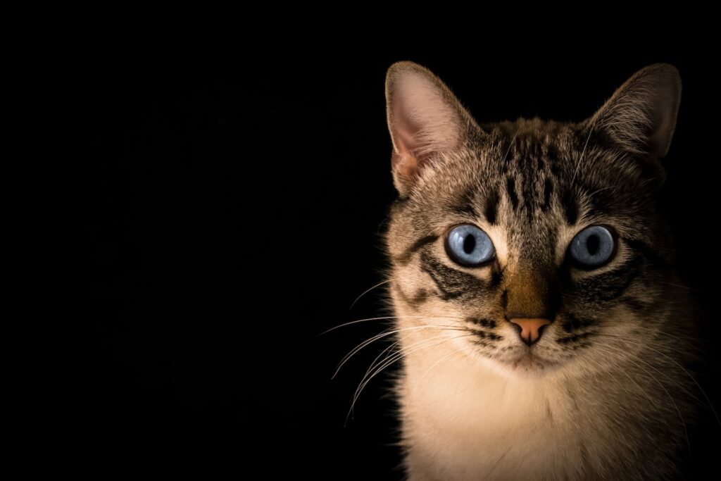 The Cat