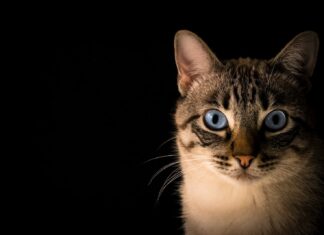 The Cat close up photo of tabby cat