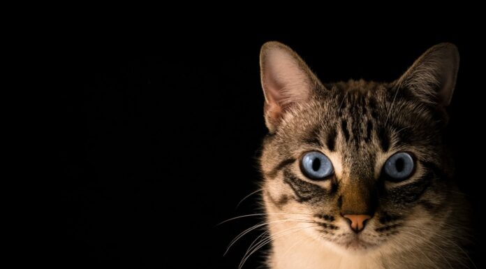 The Cat close up photo of tabby cat