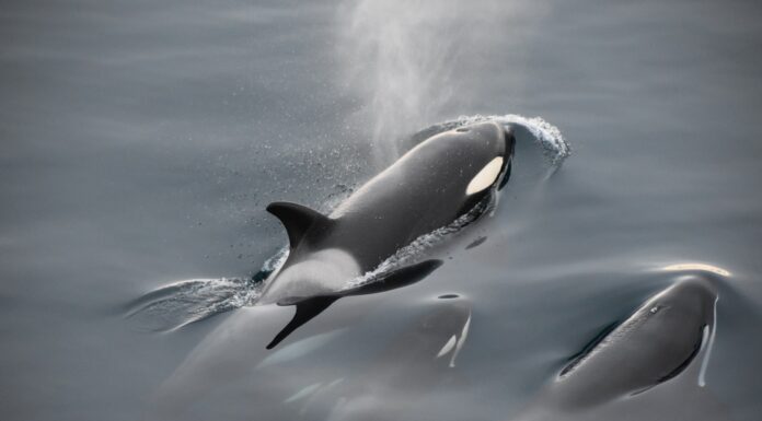 One Possible Reason black and white whale in water