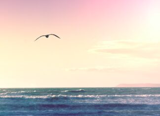 when he begins to speak bird flying over body of water