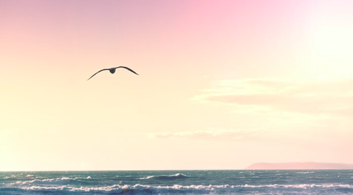 when he begins to speak bird flying over body of water