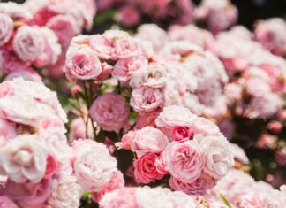 metaphorically speaking pink roses