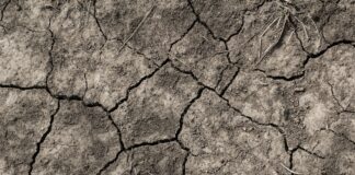 Remission closeup of dried soil