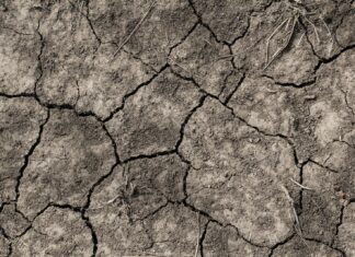 Remission closeup of dried soil